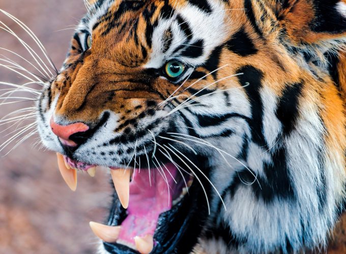 Wallpaper Tiger, snarling, eyes, fur, Animals 7142414136